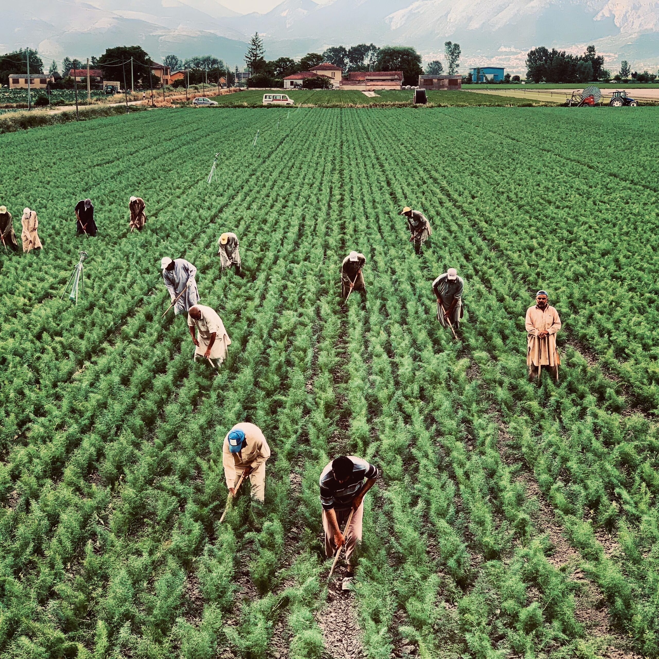 Champs cultivés en terrasses dans la vallée de la Bekaa au Liban